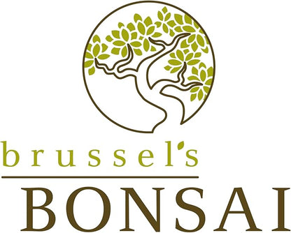 Brussel's Live Chinese Elm Outdoor Bonsai Tree - 5 Years Old; 10" to 14" Tall with Decorative Container, Humidity Tray & Deco Rocks