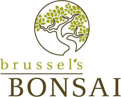 Brussel's Bonsai Live Chinese Elm Bonsai Tree, Outdoor - Medium, 7 Years Old, 8 to 10 inches Tall - Includes Ceramic Bonsai Pot and Humidity Tray