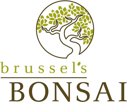 Brussel's Bonsai Live Chinese Elm Bonsai Tree, Outdoor, 2 Pack - Small, 5 Years Old, 6 to 8 inches Tall - Includes Decorative Ceramic Bonsai Pots