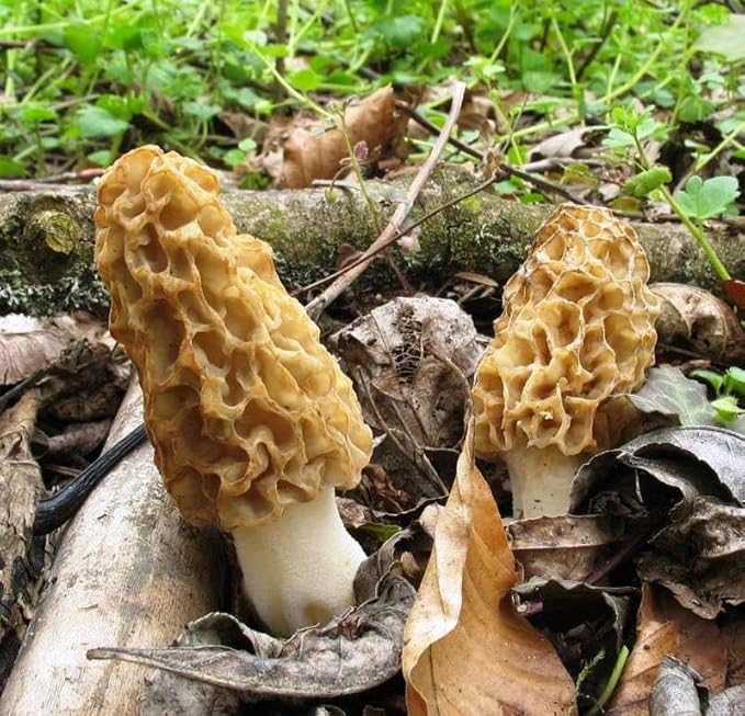 Morel Mushrooms Spores Mycelium Non GMO Spawn for Planting