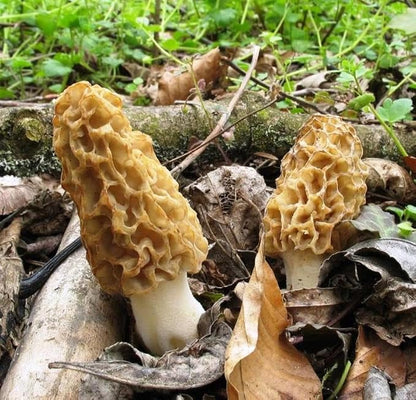 Morel Mushrooms Spores Mycelium Non GMO Spawn for Planting