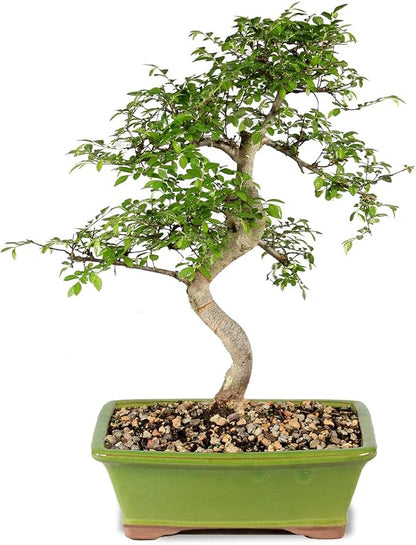 Brussel's Live Chinese Elm Outdoor Bonsai Tree - 15 Years Old; 14" to 18" Tall with Decorative Container