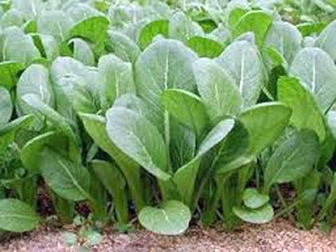 Mustard Greens Seed, Tendergreen, Heirloom, Non GMO, 100 Seeds, Green