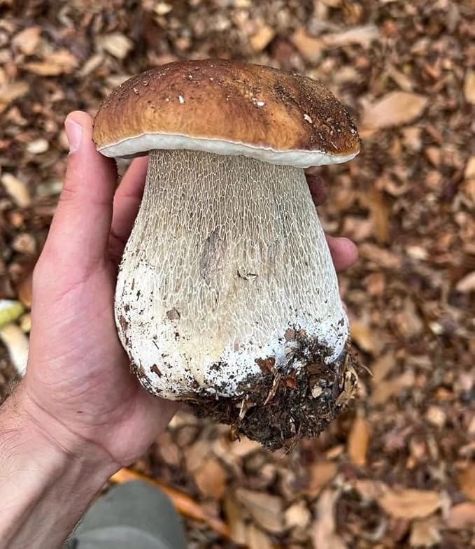 Porcini Mushrooms Spores King Boletus Spawn Mycelium Dried Seeds for Planting Non GMO 100 Seeds