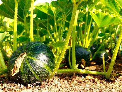 TomorrowSeeds - Kabocha Squash Seeds - 60+ Count - for 2026 Planting Japanese Pumpkin Green Hokkaido Ebisu Asian Tetsukabuto Buttercup Gourd Garden Vegetable Grow Your Own Home Farm Patio Healthy