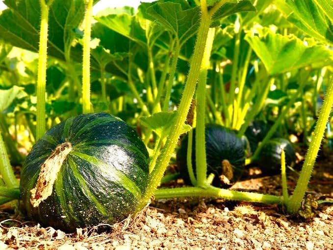 TomorrowSeeds - Kabocha Squash Seeds - 20+ Count & 20+ Japanese Red Kuri Squash - for 2026 Planting Japanese Pumpkin Green Hokkaido Ebisu Asian Tetsukabuto Buttercup Gourd Garden Vegetable