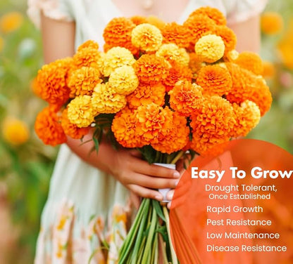 NatureZ Edge, Marigold Seeds for Planting Outdoors, 1 Ounce 10,000 Seed, Hawaiian and Cracker Jack Marigold Seeds, Made in USA, Companian Gardening Flower