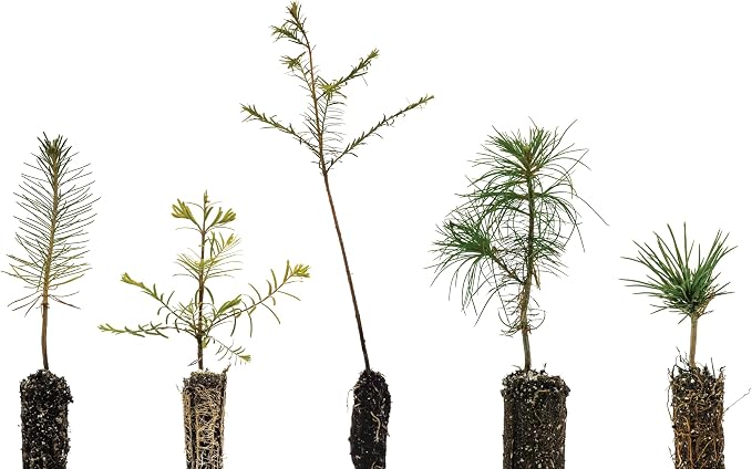 Bonsai Tree Bundle | Collection of 5 Live Tree Seedlings | The Jonsteen Company