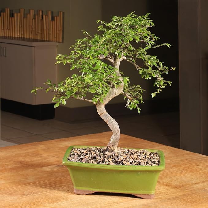 Brussel's Live Chinese Elm Outdoor Bonsai Tree - 15 Years Old; 14" to 18" Tall with Decorative Container
