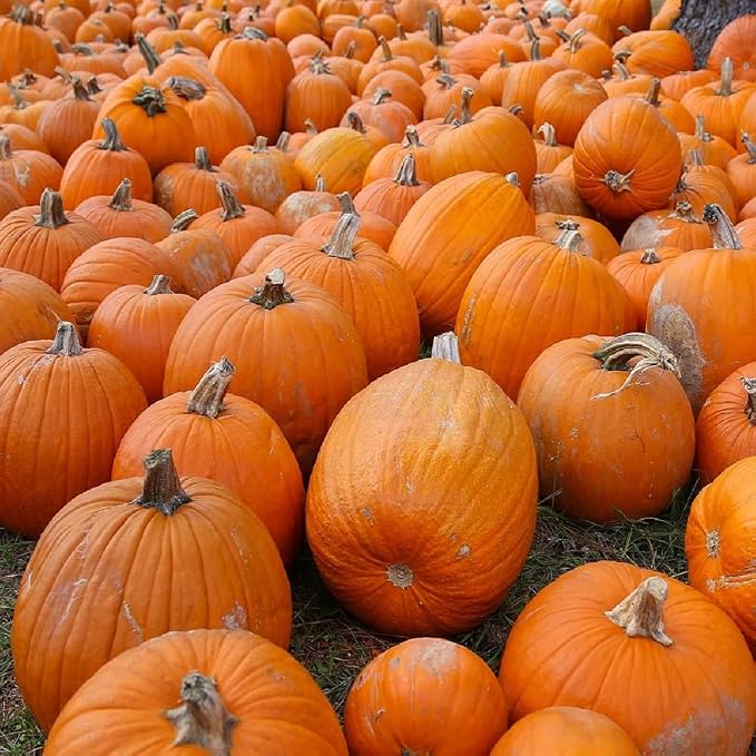 Small Sugar Pumpkin Seeds for Planting - Non-GMO Heirloom Packet with Instructions to Plant a Home Vegetable Garden - Great Gardening Gift - 25 Seeds Per Pack (3 Packets)