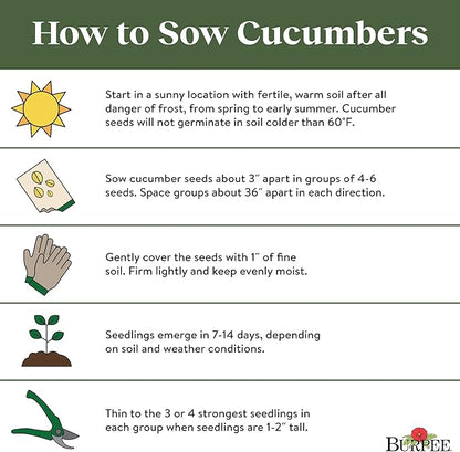 Burpee 'Summer Dance' Cucumber Seeds, 15 Non-GMO seeds