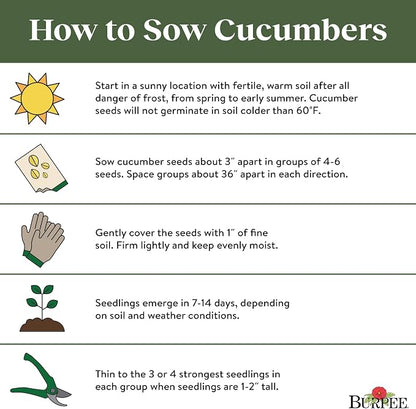 Burpee 'Bush Champion' Slicing Cucumber Seeds, 60 Non-GMO seeds, Container Friendly, Burpee Exclusive
