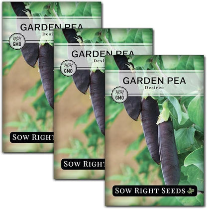 Sow Right Seeds - Desiree Snow Pea Seeds for Planting - Non-GMO Heirloom Packet with Instructions to Plant an Outdoor Home Vegetable Garden - Dwarf Bushes with Purple Pods - Large, Frost Resistant (3)
