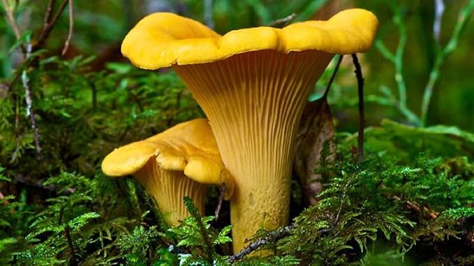 Spores Mushroom Golden Chanterelle Seeds Mycelium Spawn Dried Hierloom Non GMO
