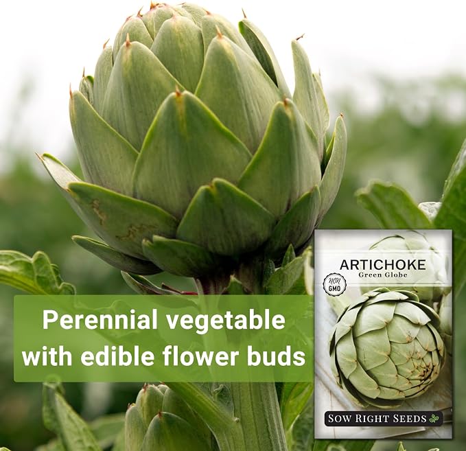 Sow Right Seeds - Artichoke Green Globe Seeds for Planting - Non-GMO Heirloom Packet with Instructions to Plant and Grow an Outdoor Home Vegetable Garden - Perennial - Tall with Edible Flower Buds (3)