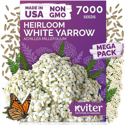 KVITER 7000 White Yarrow Seeds for Planting (Achillea Millefolium) — Perennial Flower Seeds to Plant Outside, Heirloom — Native Wildflower Seed for Herb Garden, Beds, Containers & Meadows