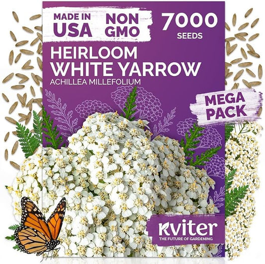 KVITER 7000 White Yarrow Seeds for Planting (Achillea Millefolium) — Perennial Flower Seeds to Plant Outside, Heirloom — Native Wildflower Seed for Herb Garden, Beds, Containers & Meadows
