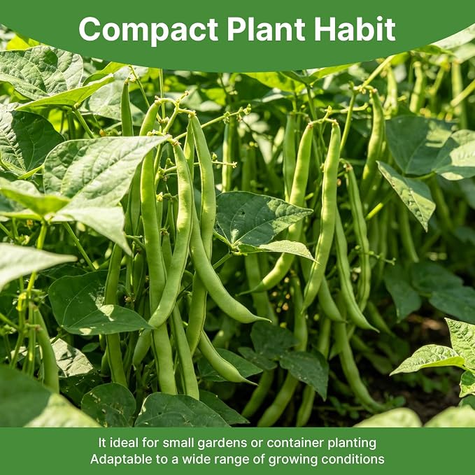 Groundio 30+ Contender Bush Green Bean Seeds, Early-Maturing, Stringless, High-Yield Bush Beans | Non-GMO | Heirloom(Phaseolus Vulgaris)