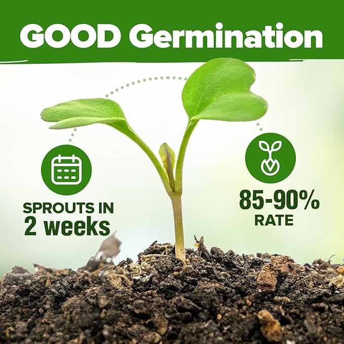 HOME GROWN 6 Herb Seeds for Planting 3,200+ Non-GMO Heirloom Seeds | Extra Large Variety Pack Herb Kit – Indoor Outdoor & Hydroponic | Culinary Seed Set | Grow Your Own Herbs | Gift for Beginners