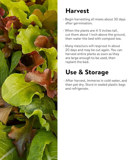 Burpee Sweet Salad Mix Mesclun Seeds 750 seeds