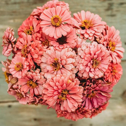 Luminosa Zinnia - 100 Seeds - Beautiful Pink Zinnia Variety, Giant Flowers, Attracts Butterflies & Pollinators, Non-GMO Heirloom Zinnia Seeds for Planting in The Home Garden, Thresh Seed Company