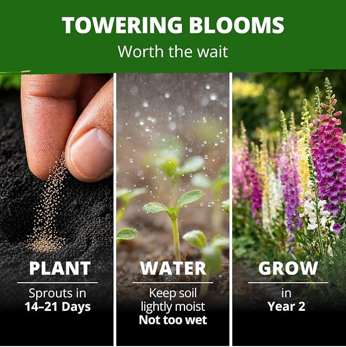 HOME GROWN Foxglove Seeds Mix 8000 (0.8g) Excelsior 2026 Spring for Planting Flower Seeds – Mixed Colors Wildflowers Bulk, Perennial Flower Seeds Packets, Cottage Garden (Digitalis purpurea)