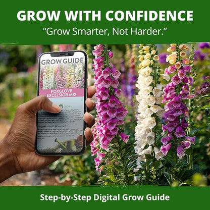 HOME GROWN Foxglove Seeds Mix 8000 (0.8g) Excelsior 2026 Spring for Planting Flower Seeds – Mixed Colors Wildflowers Bulk, Perennial Flower Seeds Packets, Cottage Garden (Digitalis purpurea)