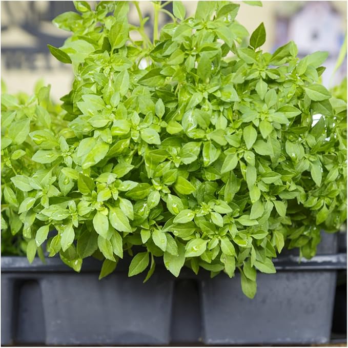 Seed Needs Basil Seeds Variety Pack of 8 Herbs for an Indoor Outdoor Garden
