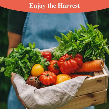 Groundio Beefsteak Tomato Seeds 300+ Non GMO Heirloom, High Germination Indeterminate Seeds for Planting, Large Meaty Slicing Fruits, Vegetable Garden (Solanum lycopersicum)