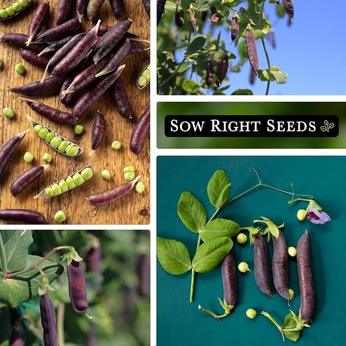 Sow Right Seeds - Desiree Snow Pea Seeds for Planting - Non-GMO Heirloom Packet with Instructions to Plant an Outdoor Home Vegetable Garden - Dwarf Bushes with Purple Pods - Large, Frost Resistant (3)