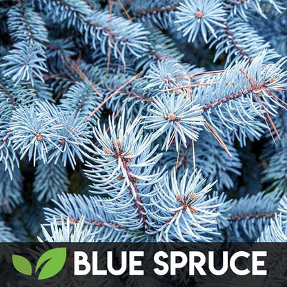 5 Types Bonsai Tree Kit, Wisteria, Black Pine, Blue Spruce, Red Maple Tree, Flame Tree, Bonsai Seeds for Indoor Outdoor Garden DIY, Plant Lover Highly Prized for Men and Women