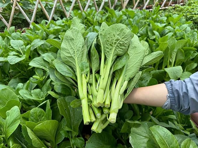 4000 Premium Choy Sum Seeds – Cải Ngồng – Yu Choy – Flowering Chinese Cabbage Seeds – Non-GMO, Heirloom, 99% Germination Rate, Easy to Grow Vegetable for Yard & Garden Planting