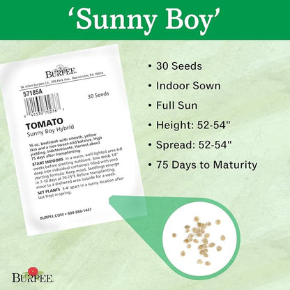 Burpee 'Sunny Boy' Hybrid, Yellow Beefsteak Slicing Tomato, 30 Non-GMO Seeds