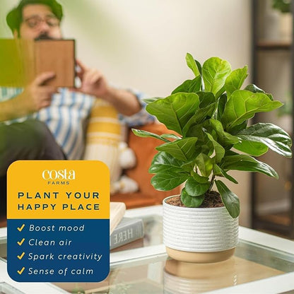 Costa Farms Baby Fiddle Leaf Fig Live Plant in Decorative Pot, Indoor Houseplant, Perfect for Home, Room, or Office Decor, Great House Warming or Birthday Gift, 12-18 Inches Tall