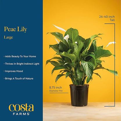 Costa Farms Peace Lily Live Plant in Decorative Pot, Large Air Purifying Flowering Indoor Houseplant, Perfect for Home, Room, or Office Decor, Great House Warming or Birthday Gift, 2-3 Feet Tall