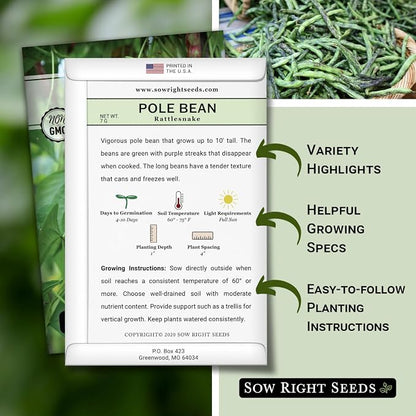 Sow Right Seeds - Rattlesnake Pole Bean Seeds for Planting - Non-GMO Heirloom Packet with Instructions to Plant an Outdoor Home Vegetable Garden - Stringless Variety - Tender with Purple Streaks (2)