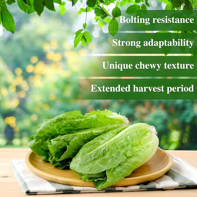Groundio Romaine Lettuce Seeds Parris Island Vegetable Seeds for Indoor Hydroponic & Outdoor Gardens, Non-GMO 7000 Seeds for Planting, High Germination, Grown in USA(Lactuca Sativa)
