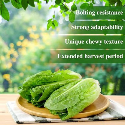 Groundio Romaine Lettuce Seeds Parris Island Vegetable Seeds for Indoor Hydroponic & Outdoor Gardens, Non-GMO 7000 Seeds for Planting, High Germination, Grown in USA(Lactuca Sativa)