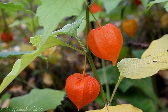 Seeds Strawberry Physalis Cape Gooseberry Goldenberry Ground Cherry Orange Non GMO Vegetable for Planting