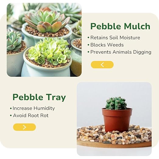 GreatBuddy 2.5-lb Decorative Rocks for Plants, 1/5" Pea Gravel for Fish Tanks, Aquariums, Terrarium, Drainage Pebbles for Potted Plants, Succulents, Garden Landscaping, Crafts, Indoor&Outdoor
