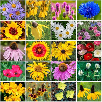 Park Seed Grow Your Own Vibrant Annual and Perennial Wildflower Garden Seeds Mixture, Easy to Grow Varieties for Pollinators and Spring Gardens - Midwest Regional Mix, 1/4 lb
