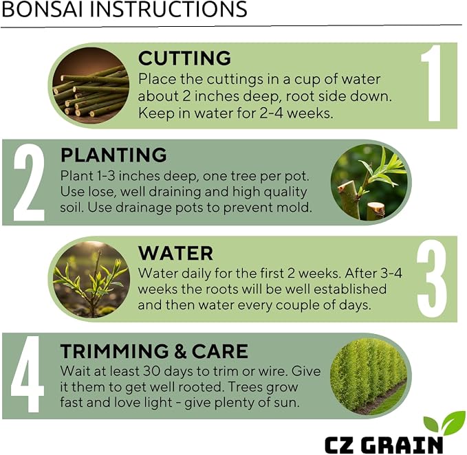 CZ Grain Bonsai Green Weeping Willow Tree Cutting - Thick Trunk Start, Dwarf Bonsai Material