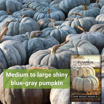 Sow Right Seeds - Jarrahdale Pumpkin Seeds for Planting - Non-GMO Heirloom Packet with Instructions to Plant & Grow an Outdoor Home Vegetable Garden - Unique Grey Blue Variety - Fall Decor (3)
