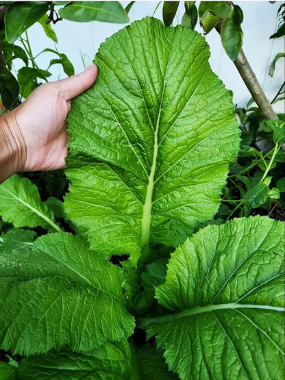 500+ Florida Broadleaf Mustard Seeds for Planting Seeds Bulk Heirloom Non GMO Vegetable Garden