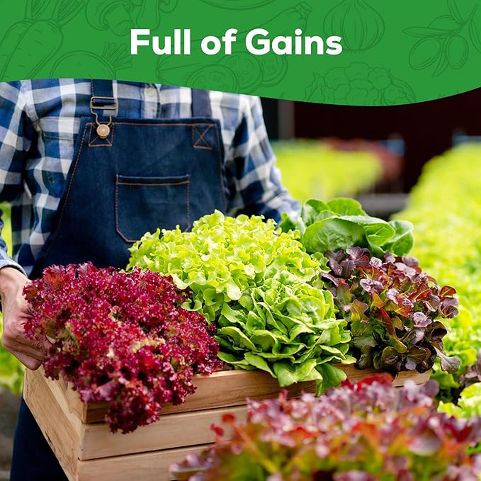Heirloom Lettuce Seeds - 5 Varieties Lettuce Seeds for Planting - Black Seeded Simpson, Iceberg, Buttercrunch, Parris Island Cos & Lolla Rossa Lettuce - Home Garden & Hydroponic Seeds