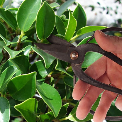 BambooMN Bonsai Basics Set - 8" Concave Cutter, 7" Heavy Duty Shear - 3 Sets