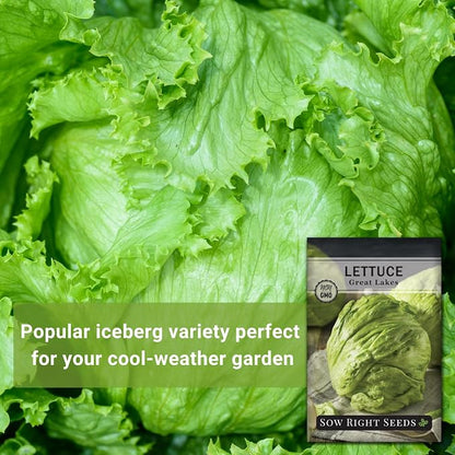 Sow Right Seeds - Great Lakes Iceberg Lettuce Seeds for Planting - Non-GMO Heirloom Packet with Instructions to Plant a Home Vegetable Garden - Outdoors or Hydroponics Indoors - Crisp Variety (4)