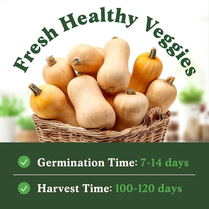 Seedboy Organic Winter Squash Seeds for Planting Indoor and Outdoor, Non-GMO and USDA Certified Vegetable Seed Packet for Hydroponic Garden Indoor or Planting Outdoors (Butternut Squash)
