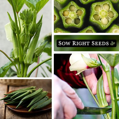 Sow Right Seeds - Clemson Spineless Okra Seed for Planting - Non-GMO Heirloom Packet with Instructions to Plant and Grow an Outdoor Home Vegetable Garden - Smooth Pods for Fried Okra (1)