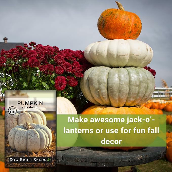 Sow Right Seeds - Jarrahdale Pumpkin Seeds for Planting - Non-GMO Heirloom Packet with Instructions to Plant & Grow an Outdoor Home Vegetable Garden - Unique Grey Blue Variety - Fall Decor (3)